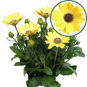 Afbeelding van Osteospermum P12 Nina(geel)